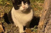 파양묘 안식처를 구해요,한번만 읽어주세요