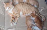 고양이 새끼 무료분양해요