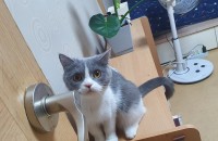 스코티쉬폴더 20년11월생 여아 무료분양합니다