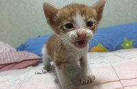 새끼 길고양이 남아 분양합니다