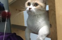 고양이 가족이 되어주실 분 찾습니다