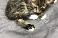 2개월 고양이 남아 3마리 분양합니다