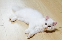 페르시안 남아 4개월 무료 분양 합니다~