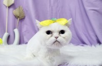 고양이 분양합니다.