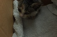 유기고양이 분양합니다.