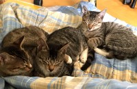 전북 전주 집에서 낳아기른 3마리 새끼고양이 분양합니다.