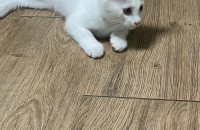 고양이 무료 분양합니다