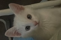 길고양이 분양합니댜