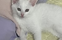 아기고양이 무료 분양합니다.