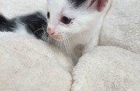 충북/제천시 아기고양이 무료분양합니다.