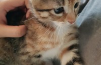 여자아가 3개월 책임분양해요!!