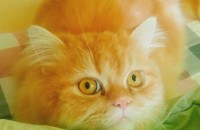 페르시안 남아 분양 보냅니다. (제주)