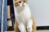 사고안치는 고양이 무료분양합니다.