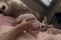 스핑크스 6개월 여아 분양보내요