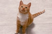 완전 개냥이!! 치즈냥 입양 가족 찾아요