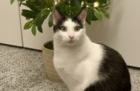 (서울/경기)눈맞춤 1초 컷! 반함 확정 개냥이 설이의 평생가족을 찾아요