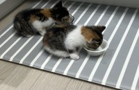 길고양이2마리 가족 찾습니다