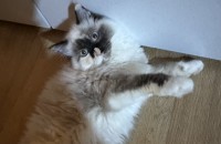 랙돌 자매 5개월 분양해요