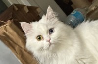 페르시안 친칠라 오드아이 데려가주실분 구해요..3살 여아 중성화 접종 완료