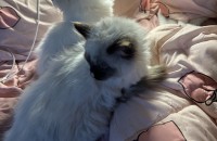 랙돌 5개월 자매 분양