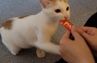 귀여운 냥이 분양합니다.