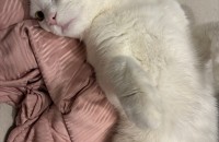 브숏/러블 사이에서 태어난 가정묘 1살쯤 된 남아 분양합니다