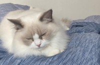 고양이 랙돌 1살 여아 인천 무료분양 보냅니다