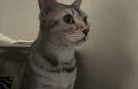 뱅갈 고양이 무료 분양