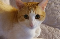 코숏오렌지,젖소무늬 아기들분양해요.