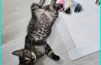 3개월아기개냥이분양해요