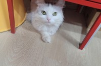 페르시안 먼치킨 5살 무료분양합니다