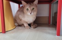 아비시니안 2살 무료분양합니다