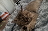 브리티쉬 숏헤어