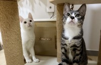 코숏 터앙믹스 수컷 형제냥 입양처 찾아요