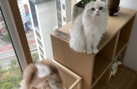 스코티쉬폴드(여), 스코티쉬폴드(남) 분양합니다