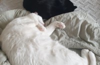 고양이 두마리 분양 보냅니다