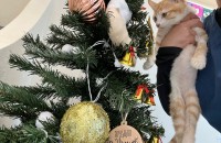 4-5개월 추정 치즈(남아) 고양이 무료 책임 분양합니다!