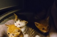 4주된 아가고양이들 분양합니다.