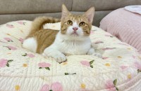 사람 잘 따르는 치즈냥 평생집사 안계실까요