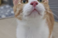 사람 좋아하는 말랑한 치즈냥 입양 가족 찾아요!