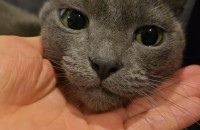 이쁜 러시안블루 아이에요^^