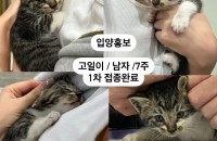 세차장에서 태어난 7주차 새끼냥이들의 평생 가족이 되어주세요