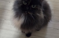 페르시안 친칠라 6세냥이