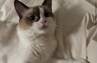 인천 렉돌 여아 2.8세