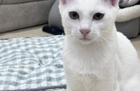 형제들중 혼자 남은 아이 입양해주실 분