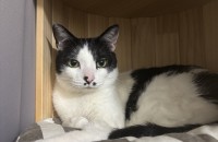 코숏 무료 분양 보냅니다