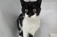 애교쟁이 꼬미 가족 찾아요!