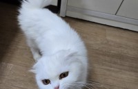 두아이분양보냅니다