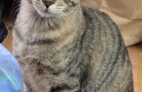 7개월 아기냥이 분양합니다