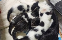 수원 아기고양이 무료분양 중입니다.